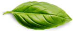 basil leaf